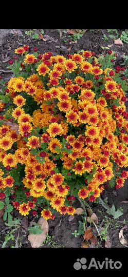 Хризантема мультифлора