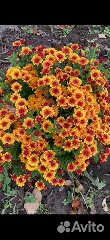 Хризантема мультифлора