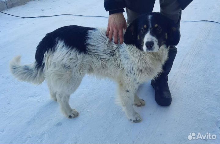 Спаниель метис в добрые руки