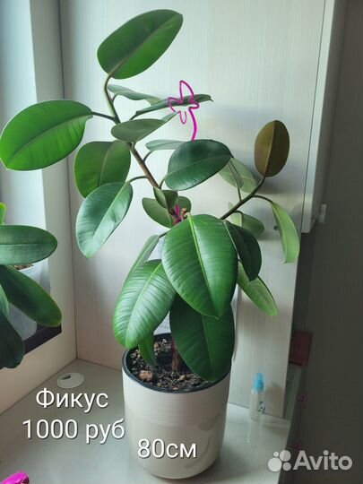 Комнатные цветы