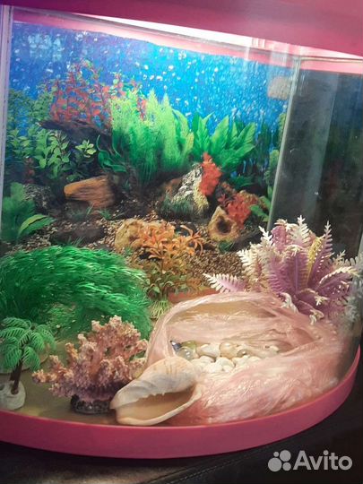 Аквариум 
