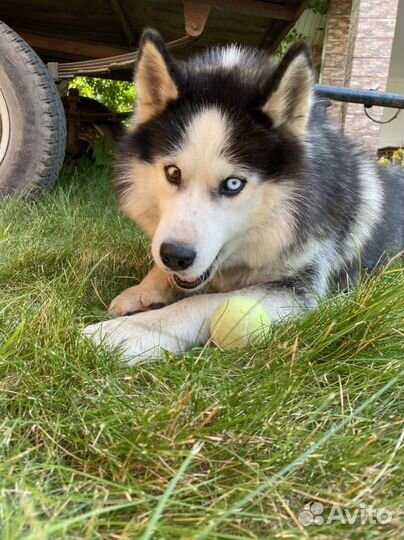 Сибирский хаски ищет дом