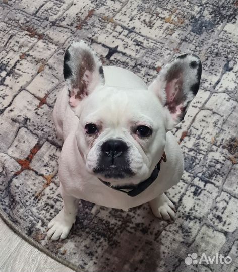 Французский бульдог