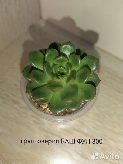 Суккуленты