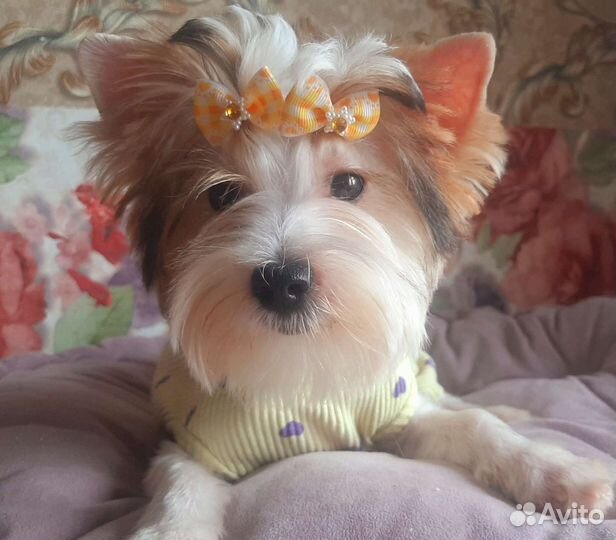 Щенок бивер йорка