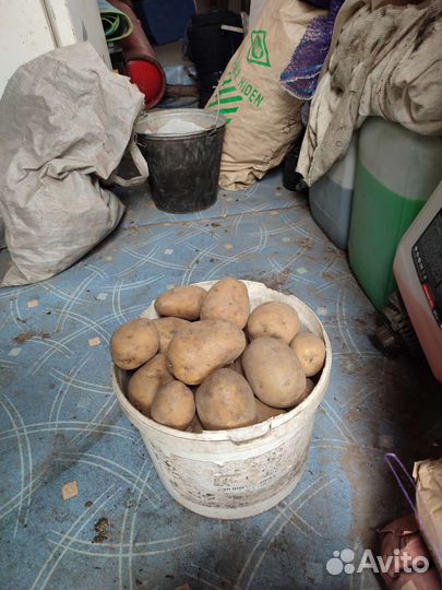 Продам картофель едовой