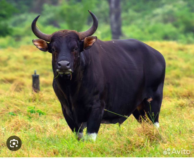 Заготовитель