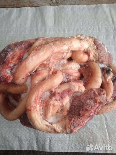 Корень бычий