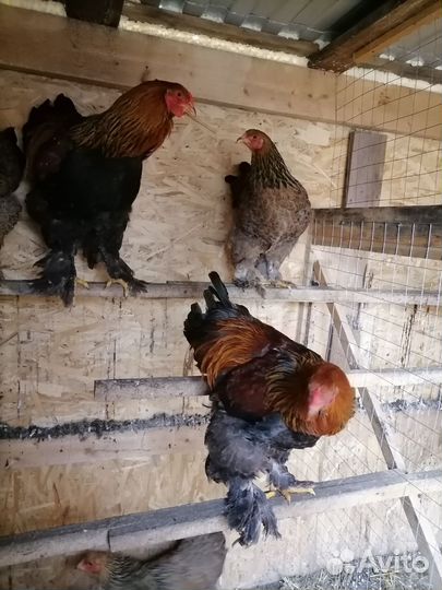 Петух брама