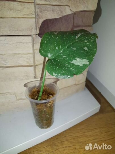 Монстера Тайское созвездие