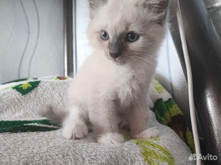 Балинезийская кошка