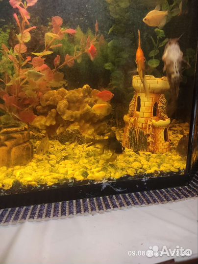 Аквариум и рыбки