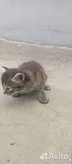 Котята в добрые руки бесплатно