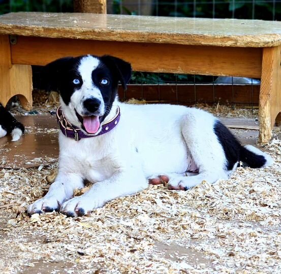 Два брата акробата