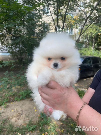 Щенки шпица