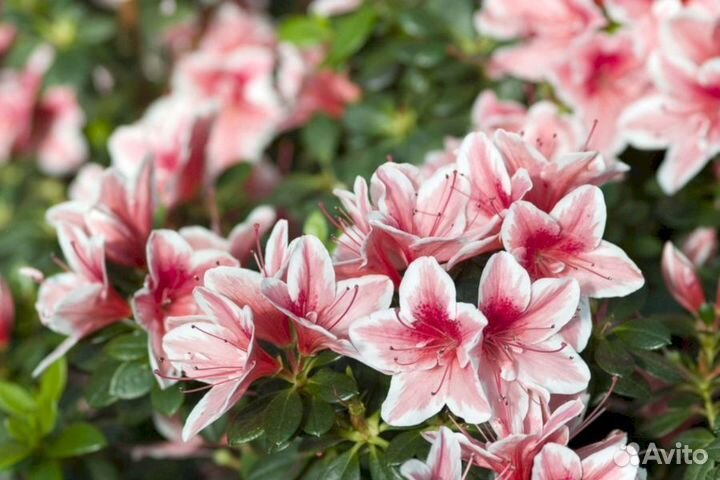 Рододендроны Азалия