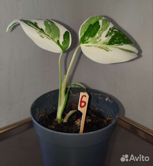 Монстера вариегатная Альба