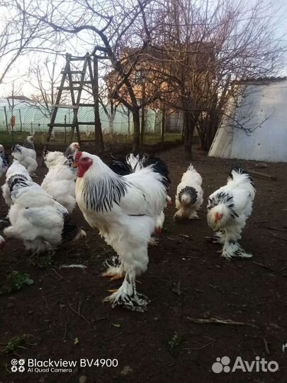 Яйца, фото родителей, настоящие фото