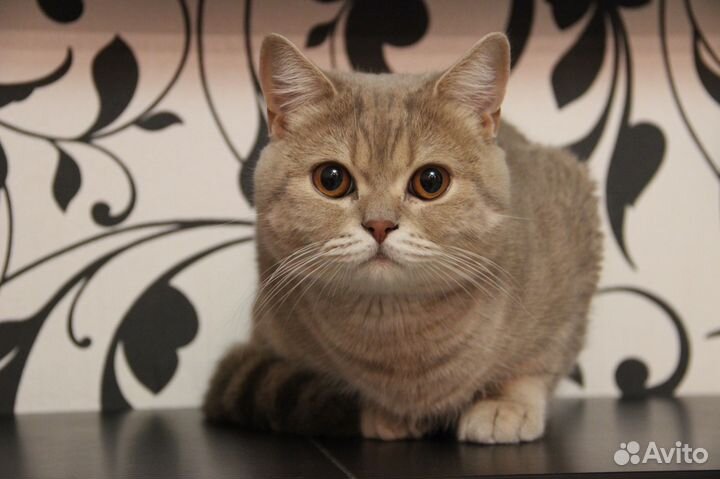 Котик для вязки