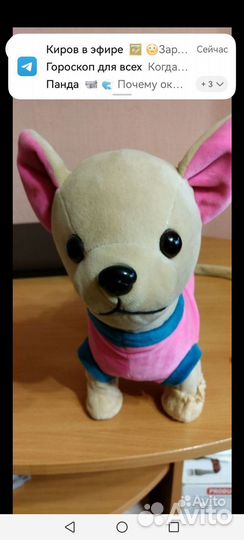 Умная собачка