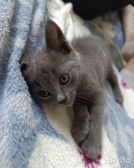 Котёнок девочка