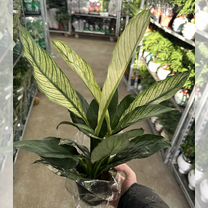 Спатифиллум Сенсейшн вариегатный