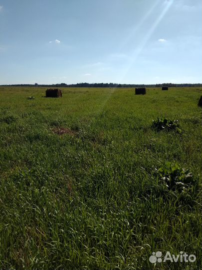Сено в рулонах луговое, посевное