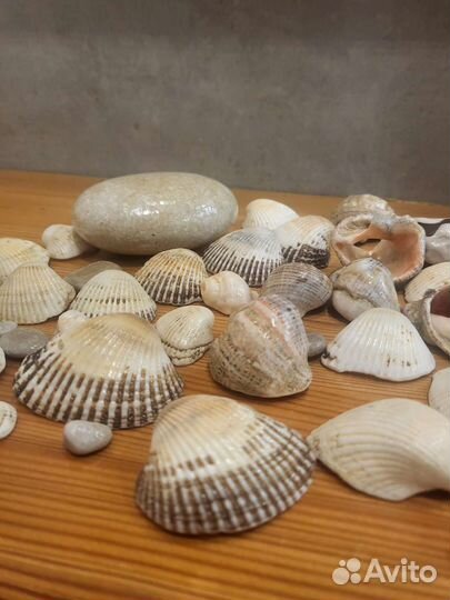 Морские ракушки