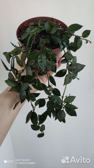 Хойя Лакуноза эскимо