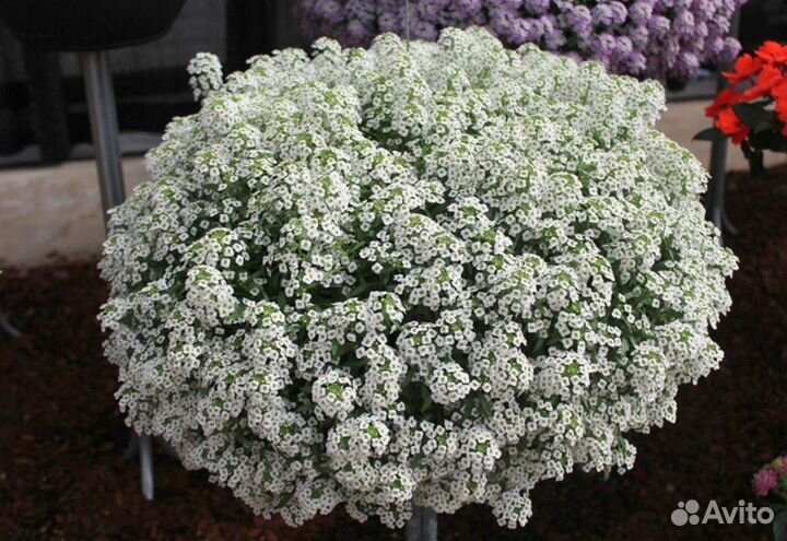 Комнатные растения \ Садовые растения