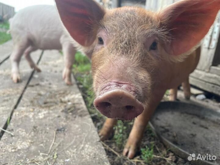 Поросята помесь ландрас дюрок
