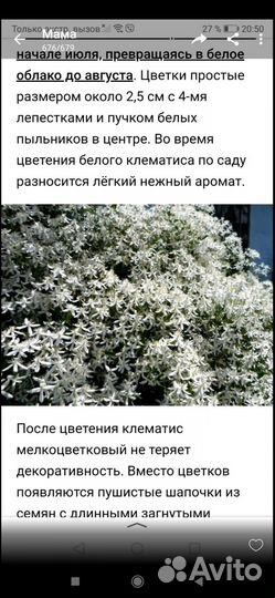 Клематис белый(мелкие цветы) прямой