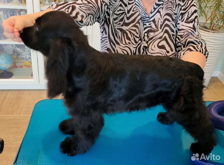 Кокер спаниель английский