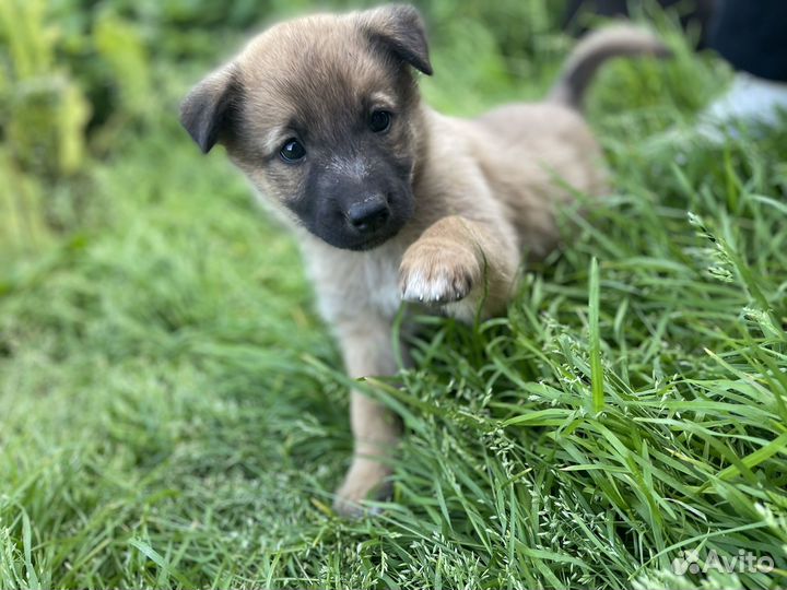 Щенкам нужен дом