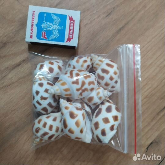 Ракушка - бабилония.набор для творчетва