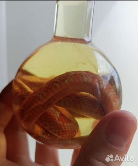 Змея в колбе. Учебное пособие змея