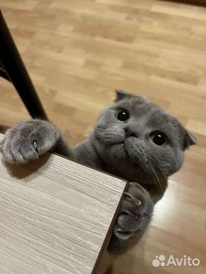 Британский кот на вязку