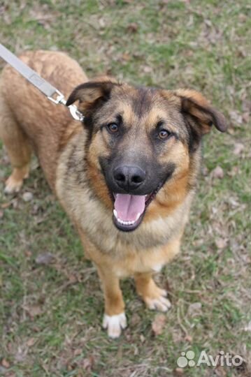 Молодой, рыжий парень-Бурбон ищет дом