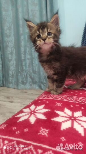 Котята Мейн Кун