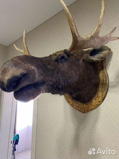 Чучело головы лося