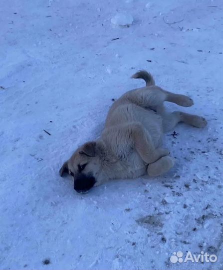 Щенки хотят домой