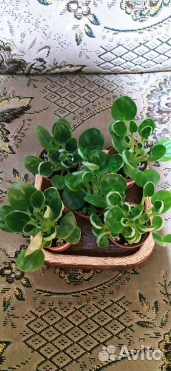 Фиалка оs-джунгарик