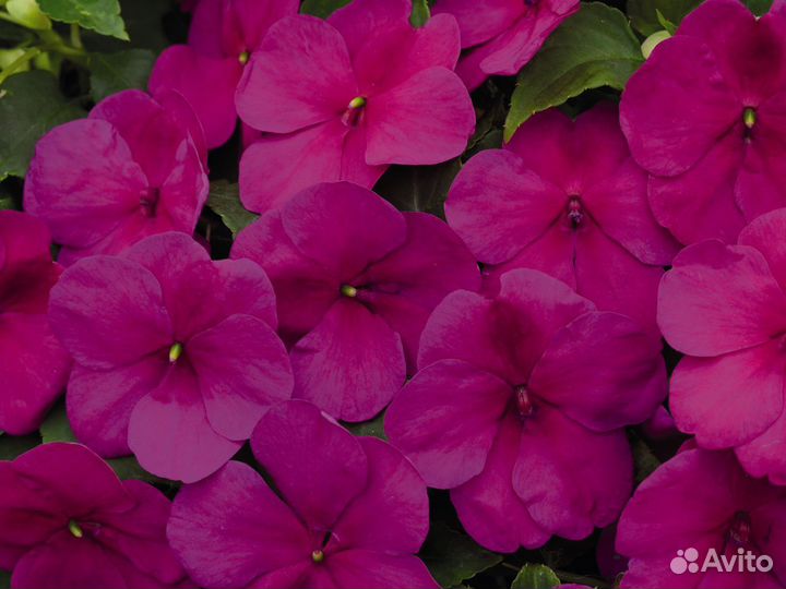 Рассада однолетних цветов