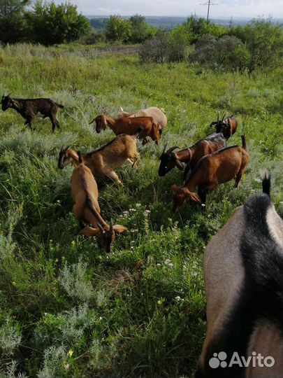 Козы, козлята