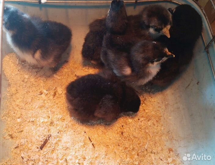 Цыплята кохинхин