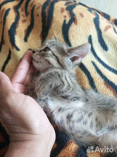 Котята в добрые руки приучены к лотку