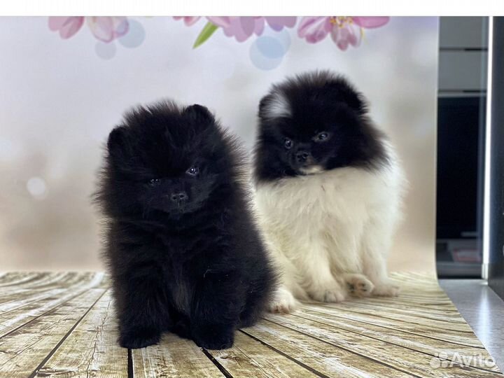 Шпиц
