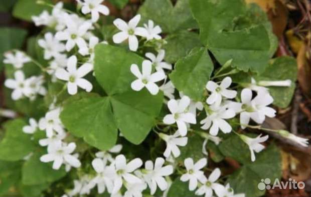 Кислица оксалис