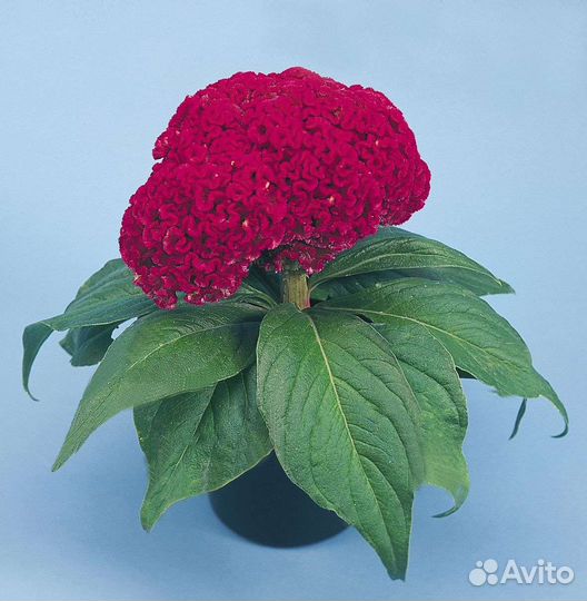 Целозия гребенчатая