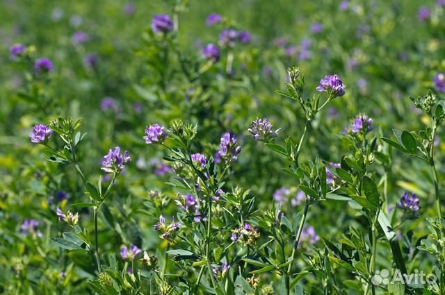 Семена многолетних и однолетних трав растений